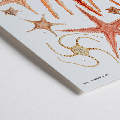 Closeup detail of Starfish varieties set illustration from Resultats des Campagnes Scientifiques by Albert I Prince of Monaco scientific poster