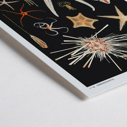 Closeup detail of Starfish varieties illustration and poster by Albert I Prince of Monaco from the artwork Resultats des Campagnes Scientifiques