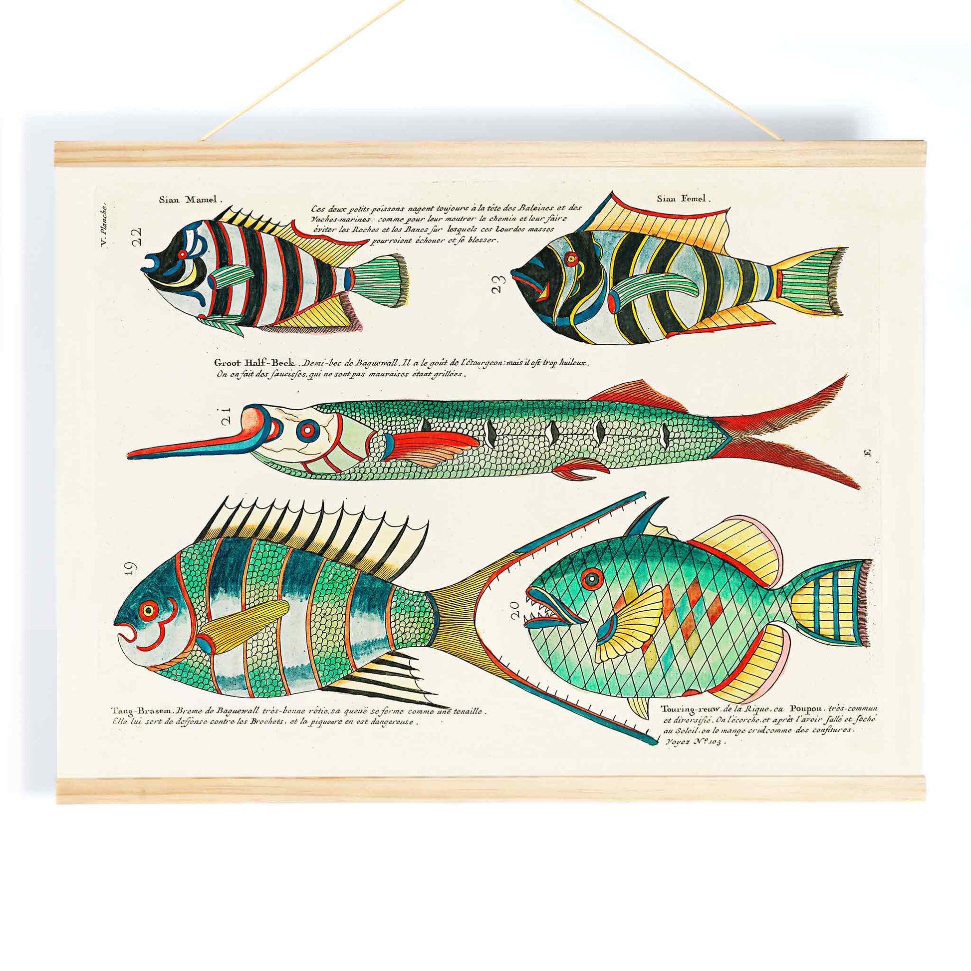 Colorful and surreal illustrations of Moluccas fishes by Louis Renard from Histoire naturelle des plus rares curiositez poster, with wooden magnetic frame on white background