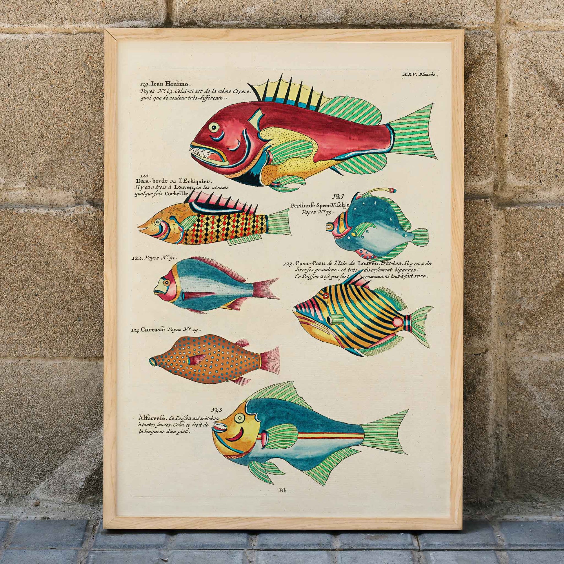 Colourful surreal fish illustrations by Louis Renard from Histoire naturelle des plus rares curiositez de la mer des Indes poster, framed and displayed in home decor