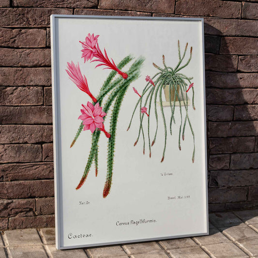 Rattail Cactus artwork and poster by Famille Der Cacteen featuring detailed illustrations of blooming red and pink flowers on cactus stems in a pot, framed and displayed in home decor