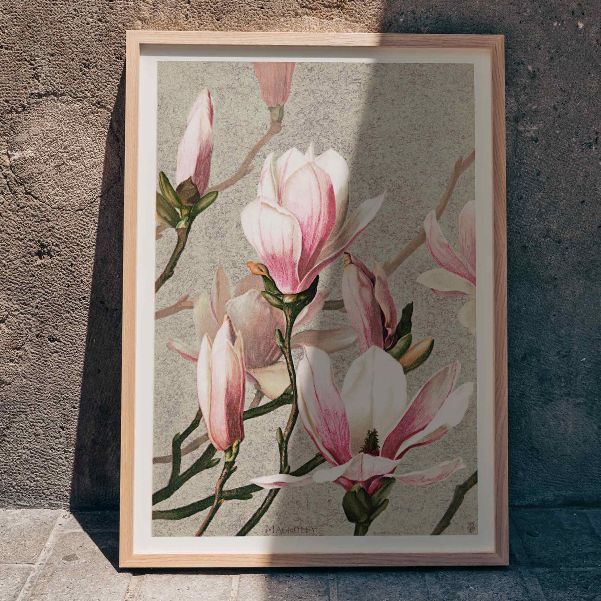 Magnolia flower botanical art print and poster in high resolution by L Prang and Co featuring detailed pink and white magnolia flowers, framed and displayed in home decor