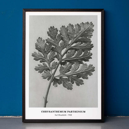 Botanical artwork and detailed illustration of Chrysanthemum parthenium leaf by Karl Blossfeldt titled Feverfew chrysanthemum, framed and displayed in home decor