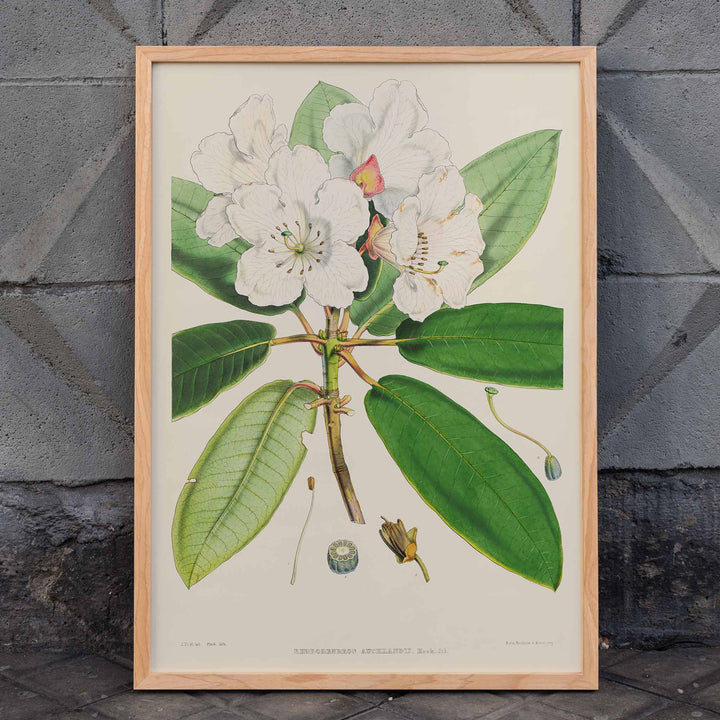 Botanical illustration of white rhododendron flowers and leaves from The Rhododendrons of Sikkim-Himalaya by Joseph Dalton Hooker poster, framed and displayed in home decor
