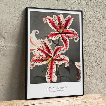 Hand colored collotype of lily flowers by Kazumasa Ogawa from Some Japanese Flowers poster, framed and displayed in home decor