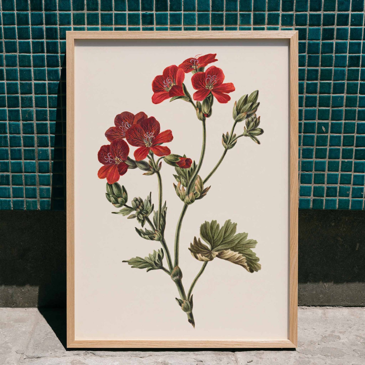 Botanical illustration of red flowers with green leaves by M de Gijselaar poster artwork, framed and displayed in home decor