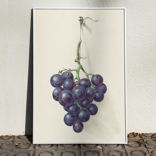 Realistic painting and poster of a bunch of blue grapes on a vine by Jean Bernard with light background, framed and displayed in home decor