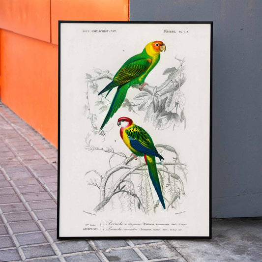 Colorful illustrated parakeets perched on branches by Charles Dessalines D Orbigny from Different types of birds Perruche poster illustration, framed and displayed in home decor