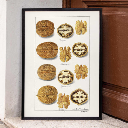 Detailed botanical illustration and poster of walnut varieties and kernels by Amanda Almira Newton titled Walnuts Juglans for kitchen decor, framed and displayed in home decor