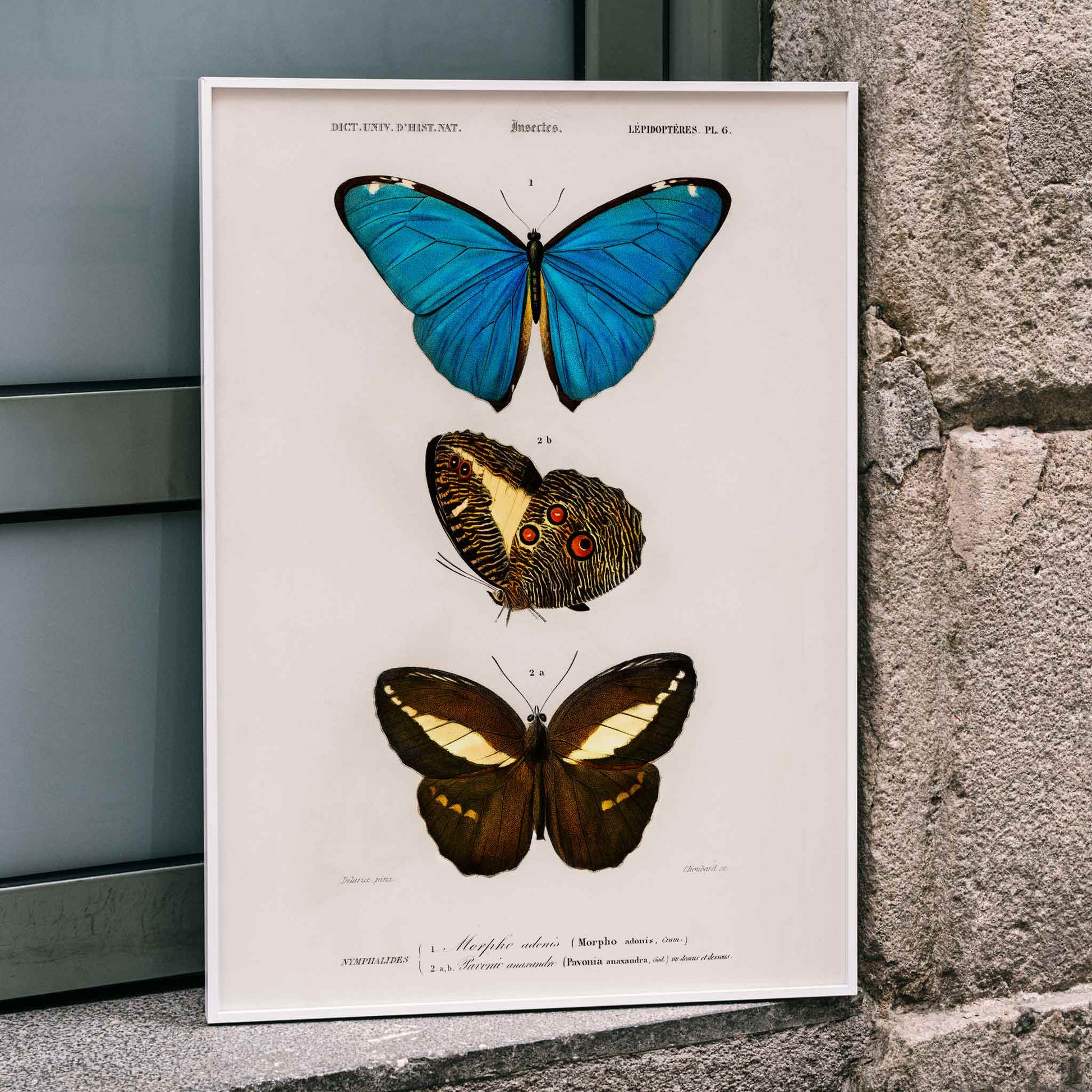 Colorful butterflies illustration by Charles Dessalines D Orbigny poster artwork different types of butterfly, framed and displayed in home decor