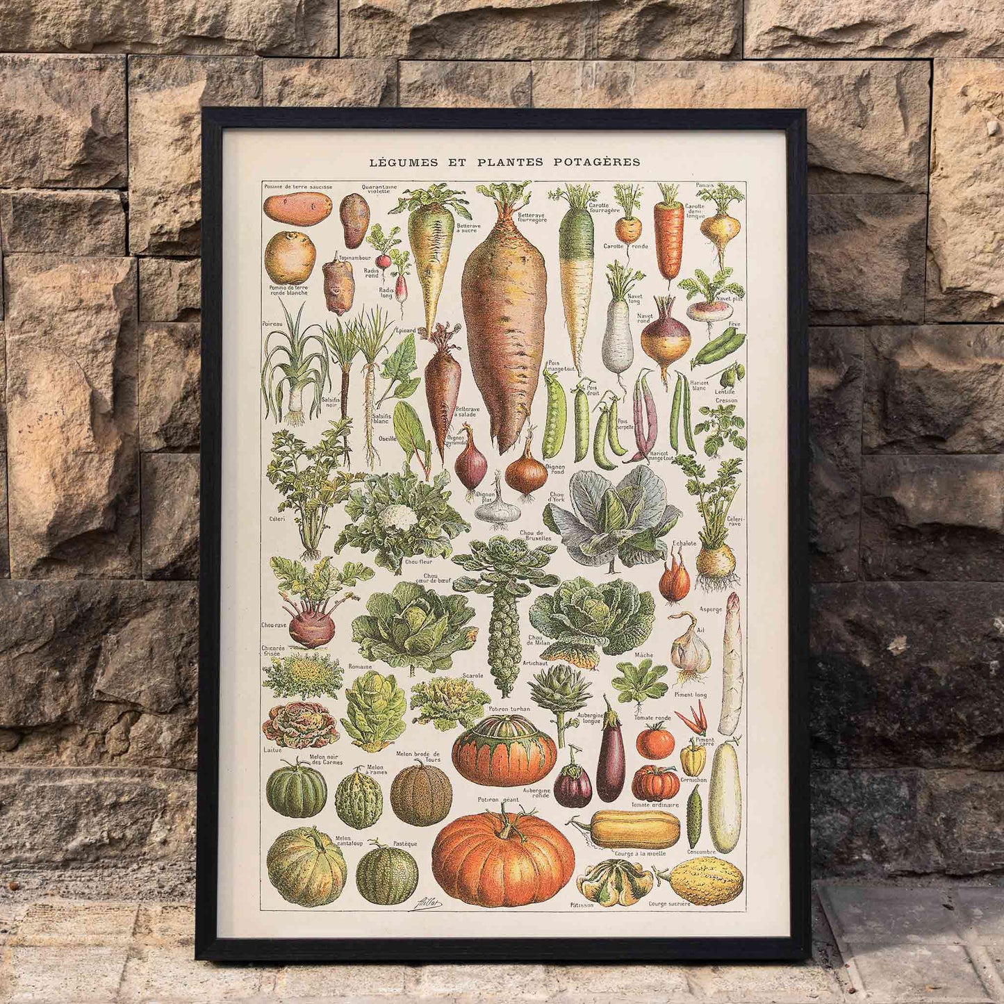 Detailed illustration and poster of garden vegetables by Claude Auge from Plantes Potageres showing various vegetables on a white background, framed and displayed in home decor