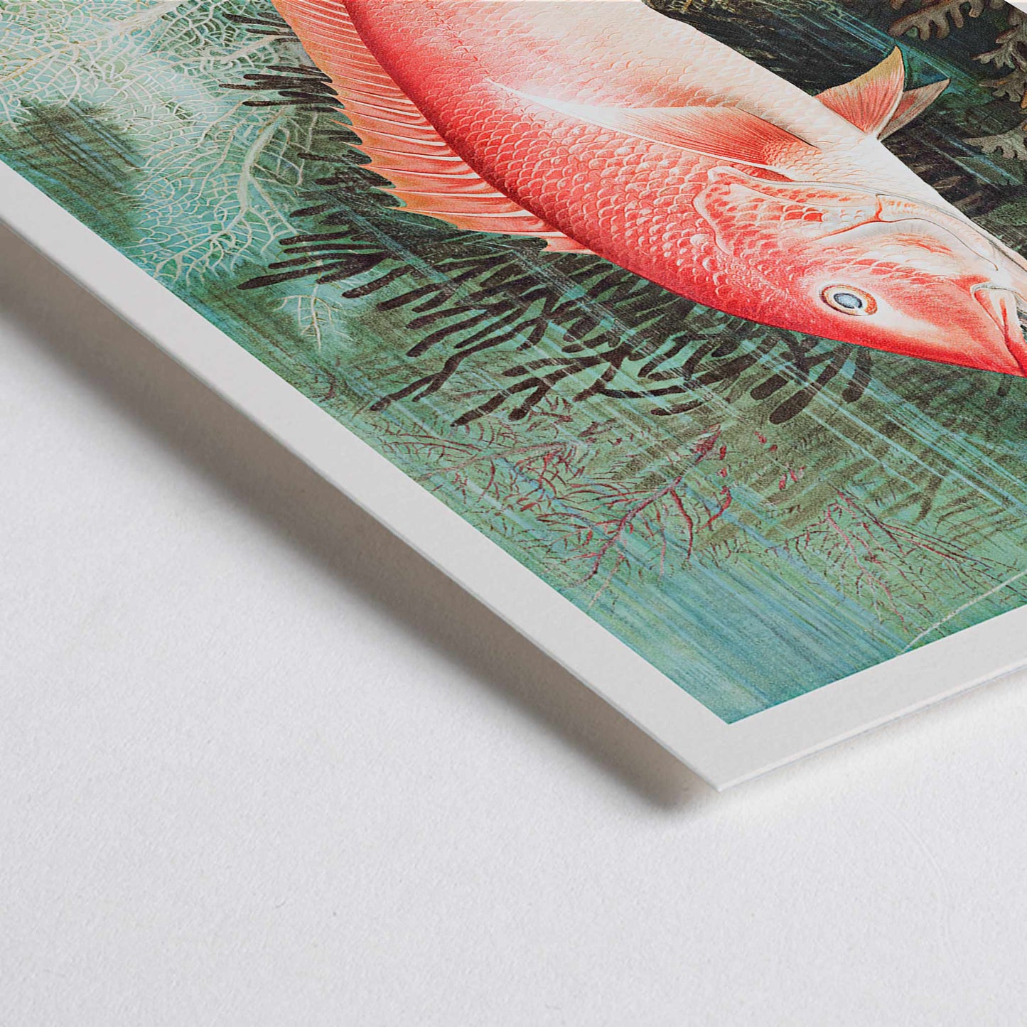 Closeup detail of Northern Red Snapper illustration by Samuel Kilbourne swimming among coral reef plants marine wall decor chromolithograph artwork