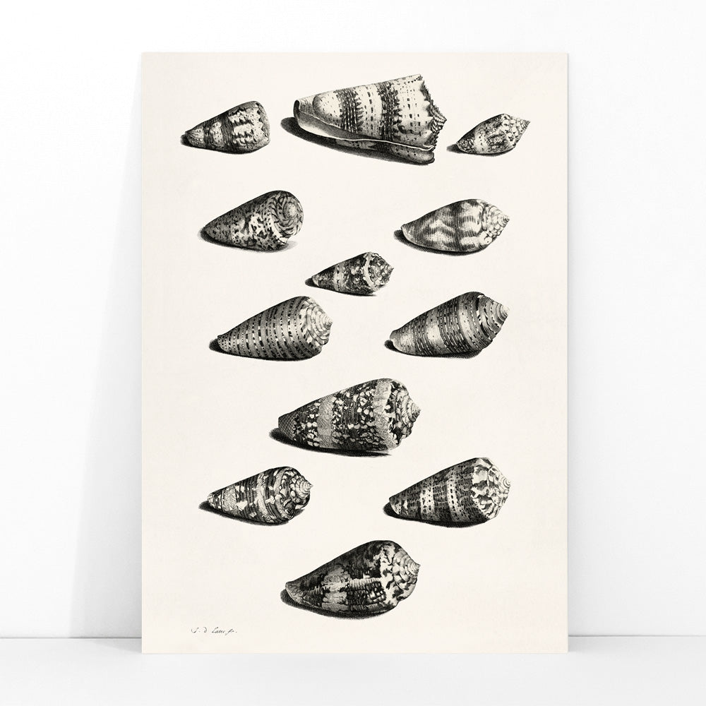 Detailed poster illustration of twelve different snail shells from various species artwork by Jacob de Later, framed and displayed in modern living room decor