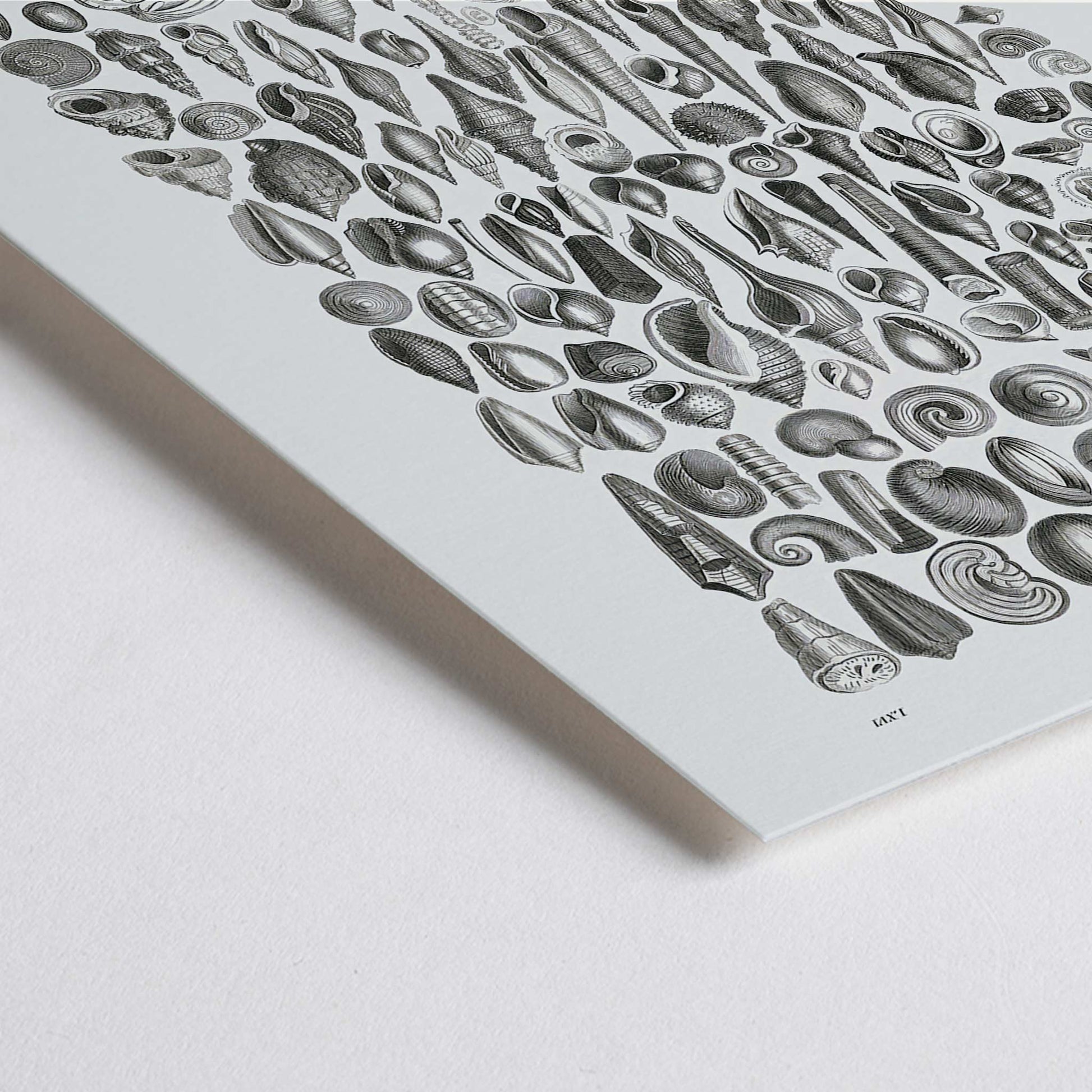 Closeup detail of Detailed scientific illustration and poster of fossilized shells and marine life by Oliver Goldsmith from A History of the Earth and Animated Nature and Organic Remains artwork