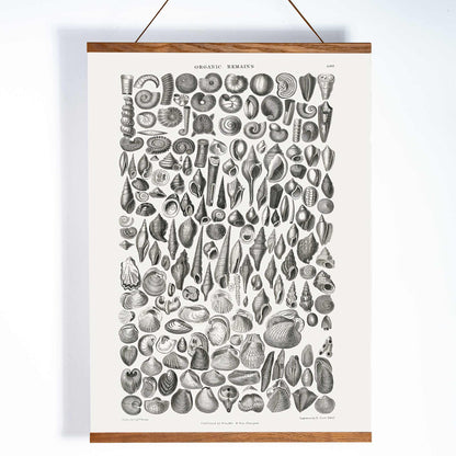 Detailed scientific illustration and poster of fossilized shells and marine life by Oliver Goldsmith from A History of the Earth and Animated Nature and Organic Remains artwork, with wooden magnetic frame on white background