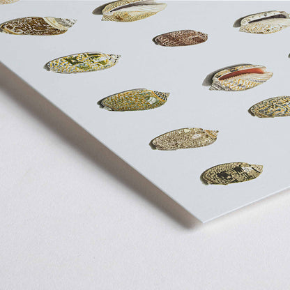 Closeup detail of Exotic tropical seashells arranged in rows artwork by Johann Gustav Hoch from Twenty Tropical Shells