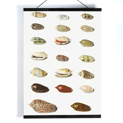 Exotic tropical seashells arranged in rows artwork by Johann Gustav Hoch from Twenty Tropical Shells, with wooden magnetic frame on white background