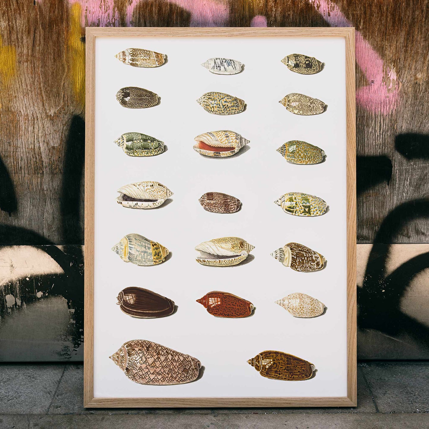 Exotic tropical seashells arranged in rows artwork by Johann Gustav Hoch from Twenty Tropical Shells, framed and displayed in modern living room decor