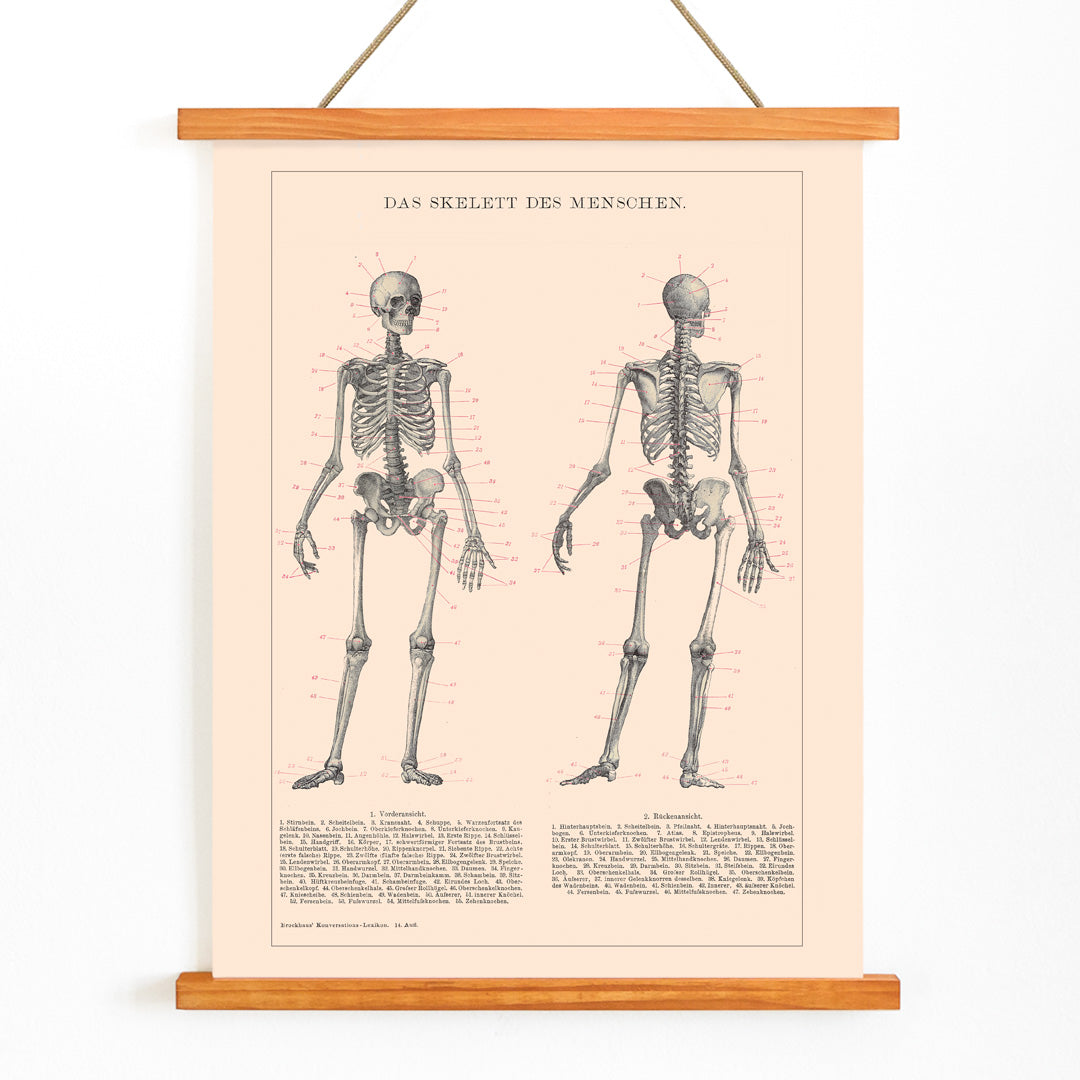 Detailed anatomical drawing and poster of human skeleton by Institute of Liepzig with labeled bones and scientific details, with wooden magnetic frame on white background