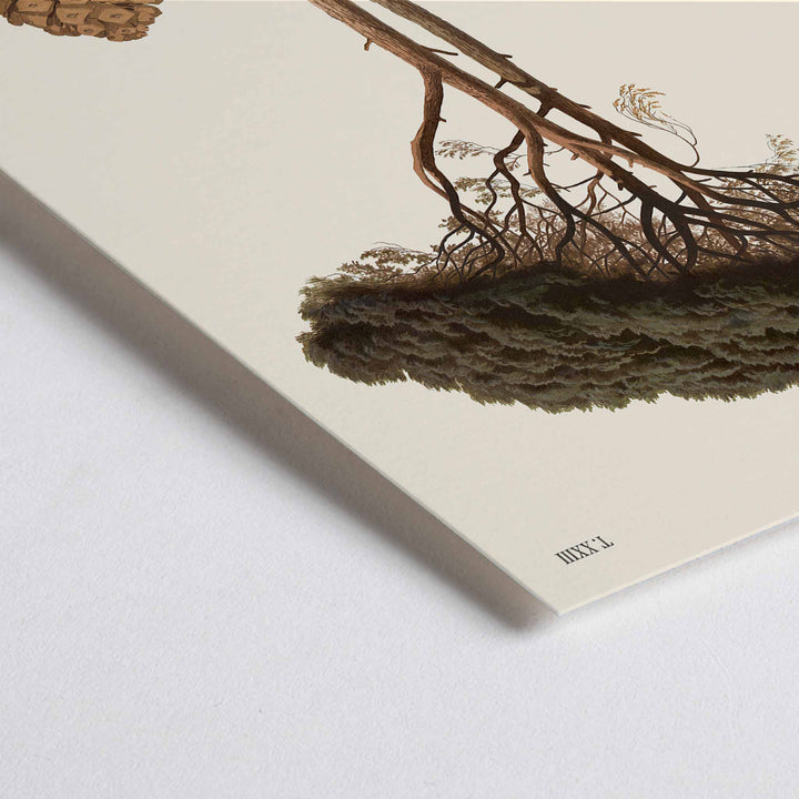 Closeup detail of Anton Hartinger Stone Pine botanical print with mature tree, needle sprig, pine cone and seeds