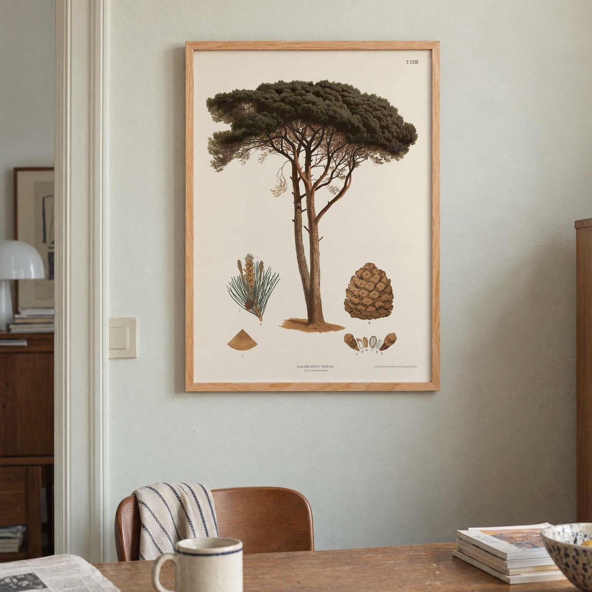 Anton Hartinger Stone Pine botanical print with mature tree, needle sprig, pine cone and seeds, with wooden magnetic frame on white background