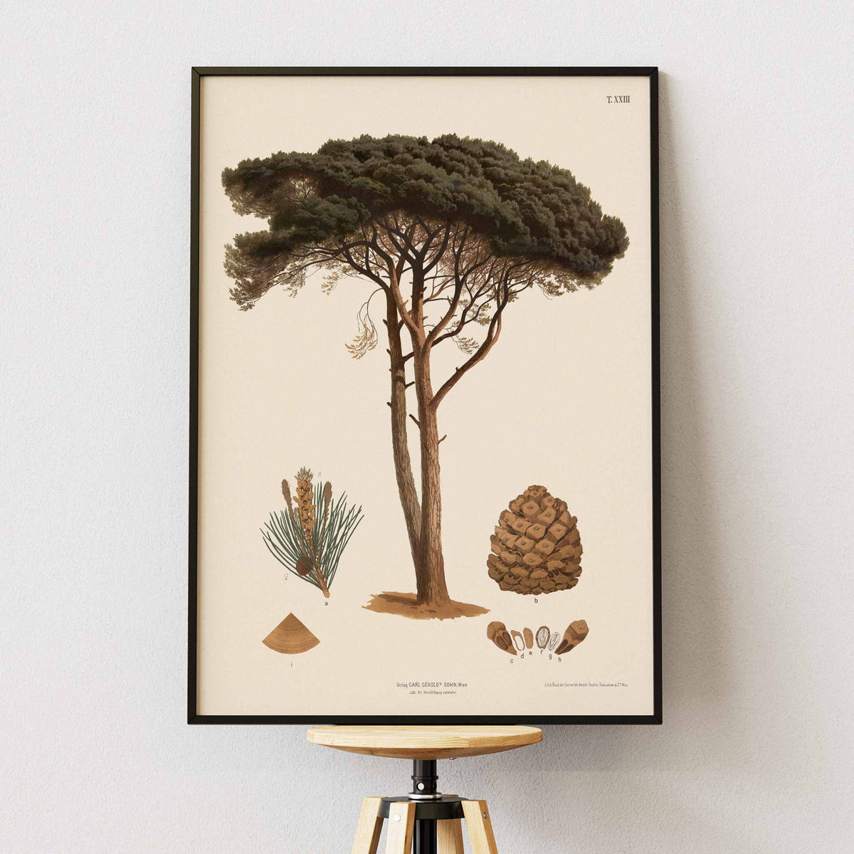 Anton Hartinger Stone Pine botanical print with mature tree, needle sprig, pine cone and seeds, framed and displayed in modern living room decor