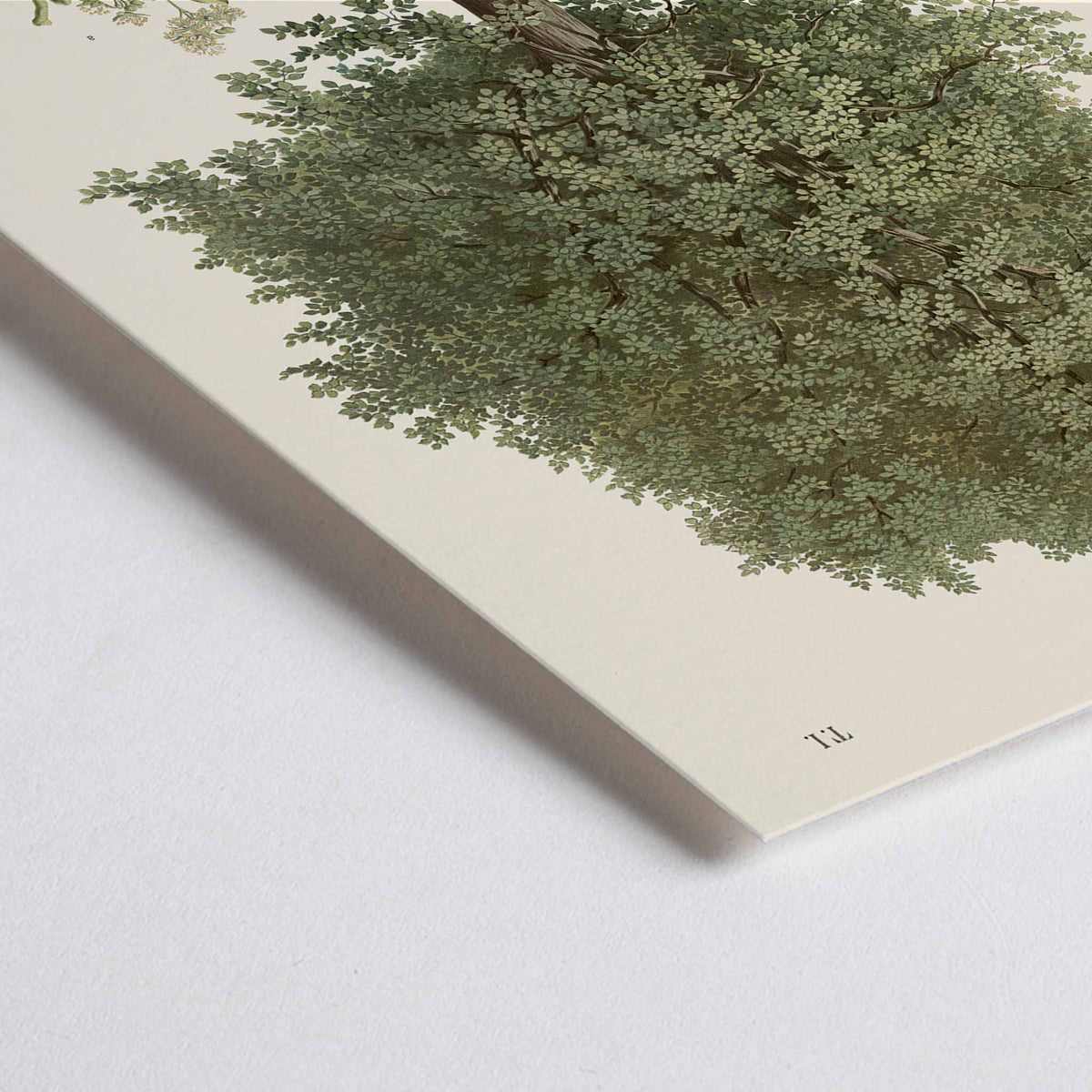 Closeup detail of August Gerasch Summer Linden botanical poster featuring a mature linden tree, detailed foliage, flowering twigs and leaf studies