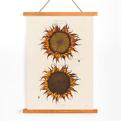 Botanical illustration of two vibrant orange sunflowers titled Ripe Sunflower by Robert John Thornton, with wooden magnetic frame on white background