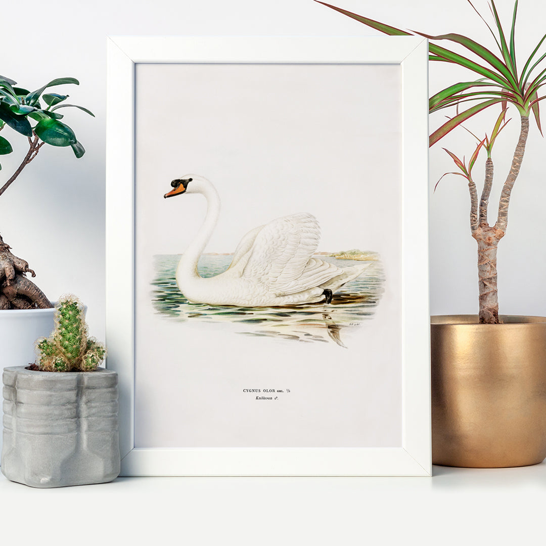 , framed and displayed in home decor