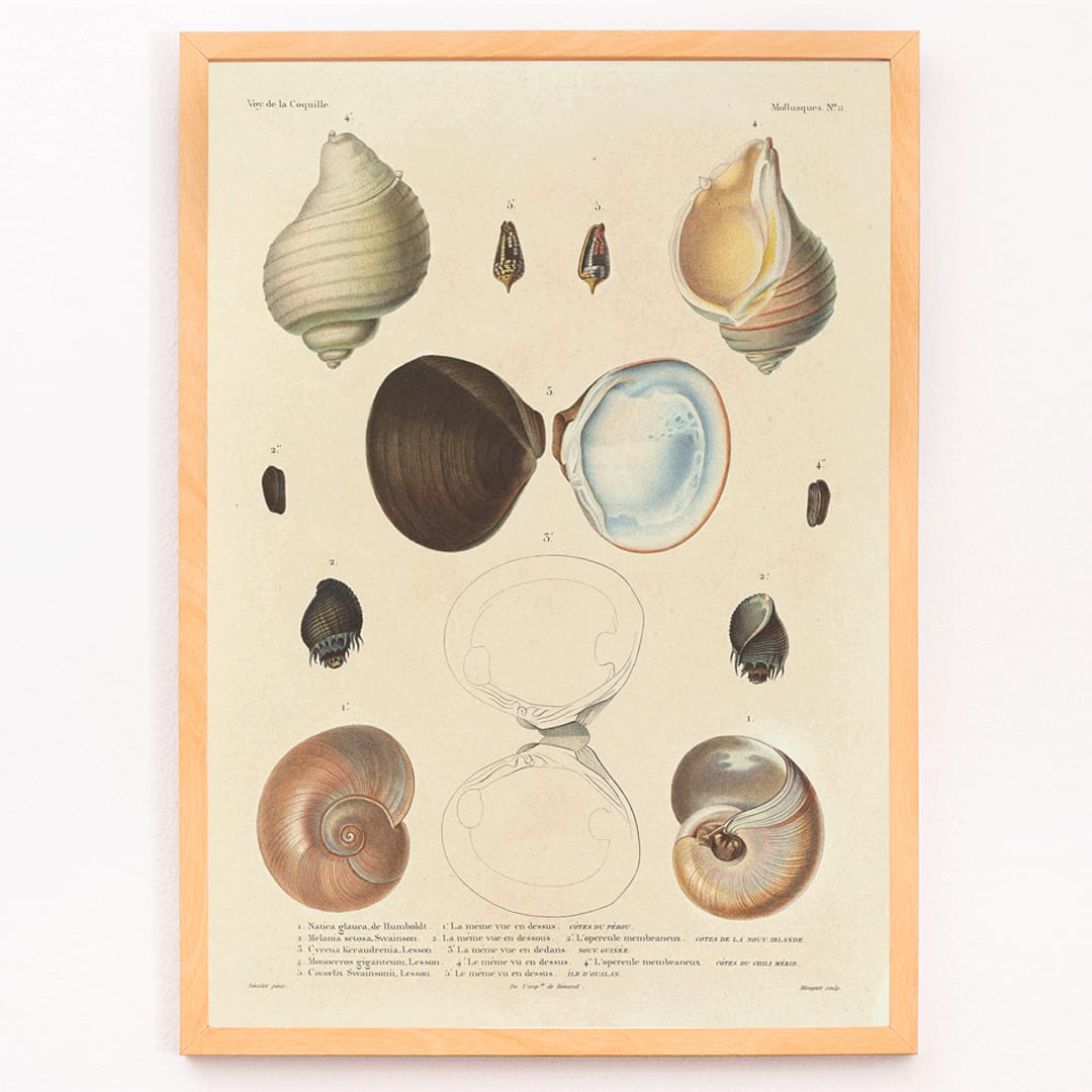 Sea shell illustrations and poster of various sea shells by Louis Isidore Duperrey from Voyage autour du monde Plate 056, framed and displayed in modern living room decor