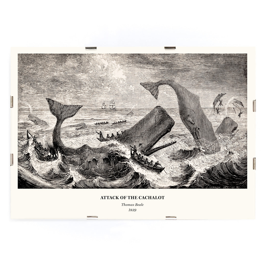 Sperm whale and cachalot attacking fishing boats illustration from The Natural History of the Sperm Whale by Thomas Beale, framed and displayed in modern living room decor