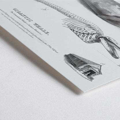 Closeup detail of Blue whale and skeleton illustration from Gigantic Whale by George Johann Scharf poster wall decor
