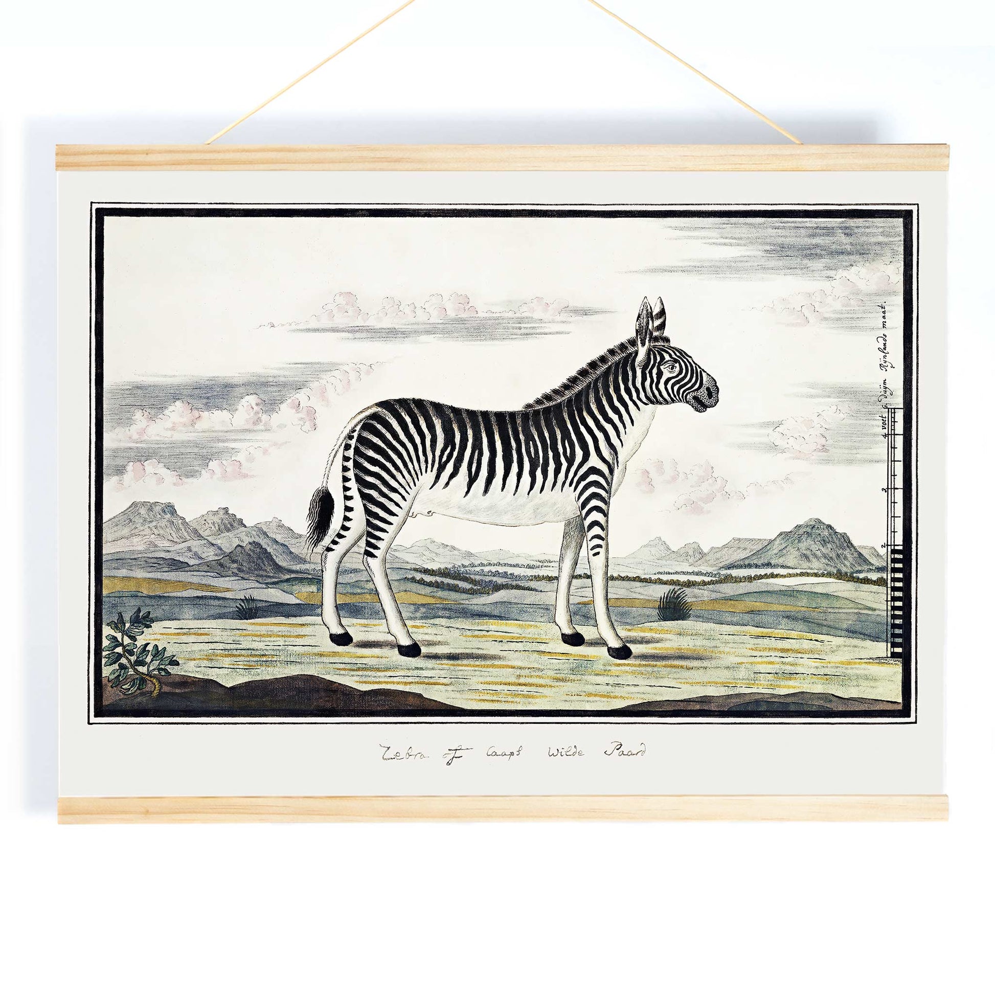 Mountain zebra in a scenic landscape artwork titled Equus zebra Mountain Zebra by Robert Jacob Gordon poster, with wooden magnetic frame on white background