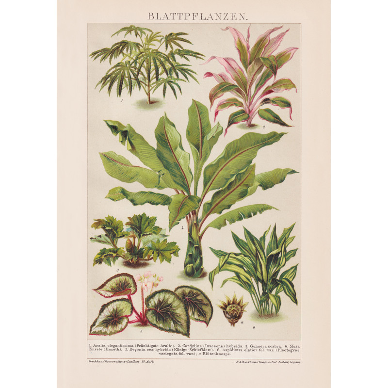 Leaf Plant Poster