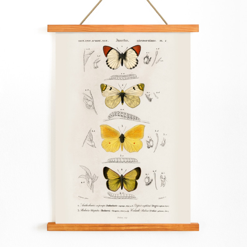 Différents types de papillon