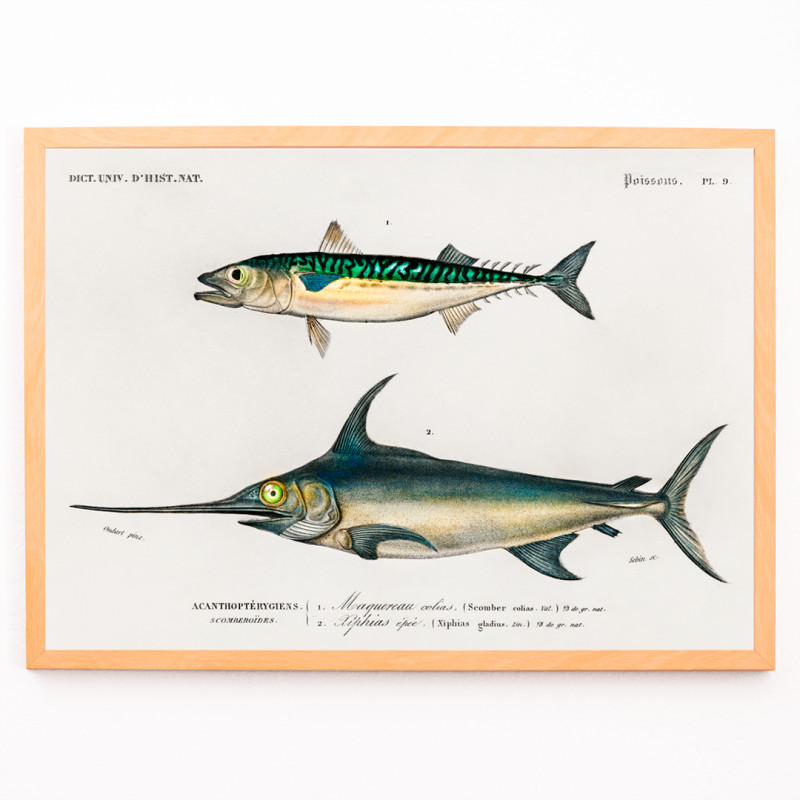 Différents types de poissons