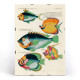 Illustrations colorées et surréalistes de poissons 6
