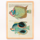 Illustrations colorées et surréalistes de poissons 8