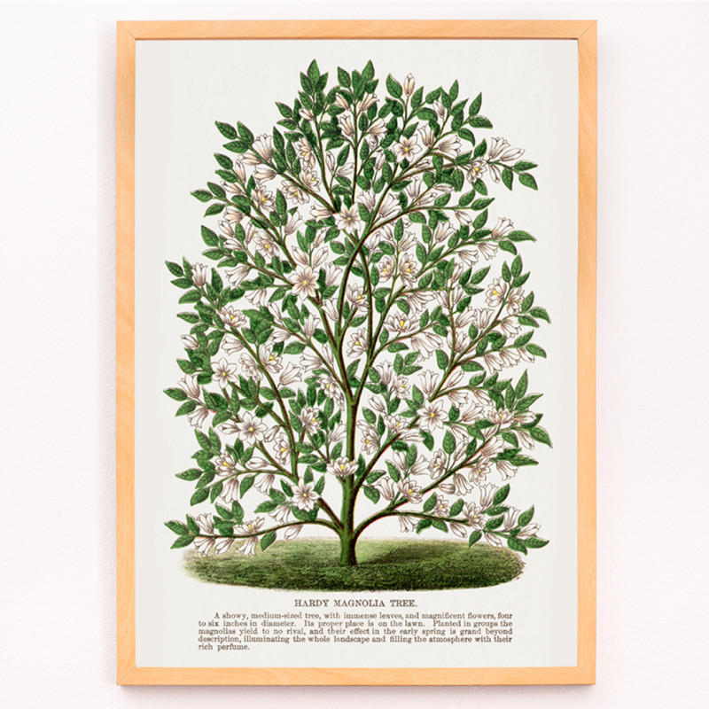 Magnolia rustique