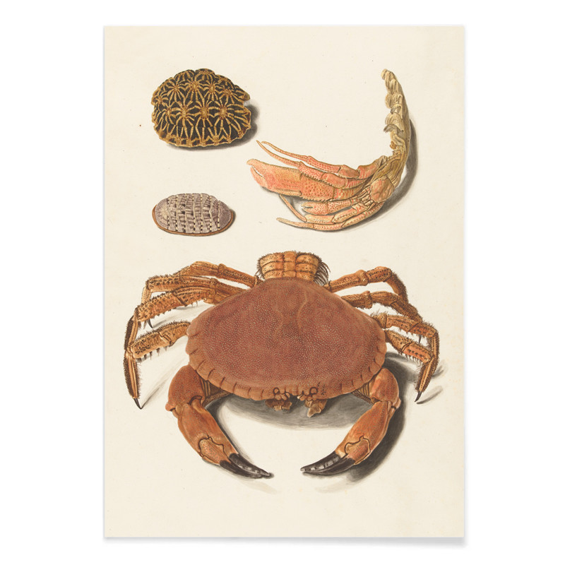 Coquille de crabe