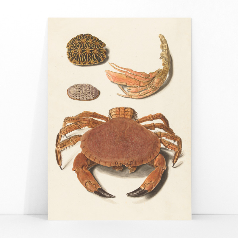 Coquille de crabe