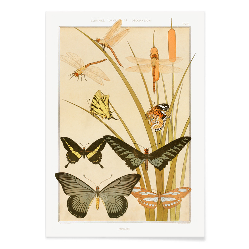 Papillons et reeds