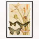 Papillons et reeds